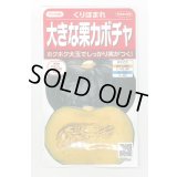 送料無料　[かぼちゃ]　くりほまれ　約7粒　(株)サカタのタネ　実咲450（002872）