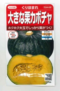 [かぼちゃ]　くりほまれ　約7粒　サカタのタネ（株）　実咲400