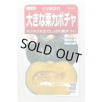 送料無料　[かぼちゃ]　くりほまれ　約7粒　(株)サカタのタネ　実咲450（002872）
