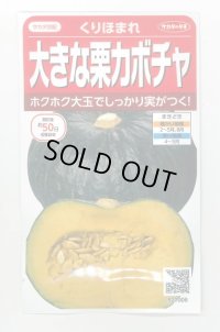 送料無料　[かぼちゃ]　くりほまれ　約7粒　(株)サカタのタネ　実咲450（002872）