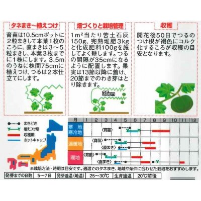 画像2: [かぼちゃ]　くりほまれ　約7粒　サカタのタネ（株）　実咲400