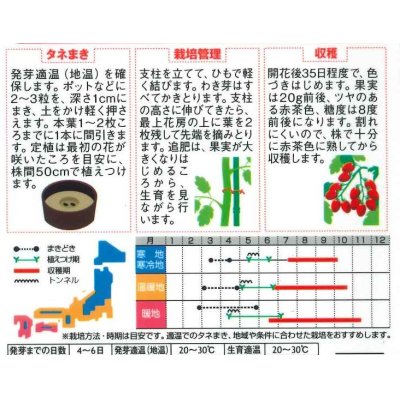 画像2: [トマト/ミニトマト]　チョコアイコ　13粒　サカタのタネ（株）実咲500