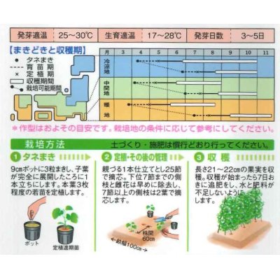 画像2: [キュウリ]　夏ばやし　350粒　タキイ種苗