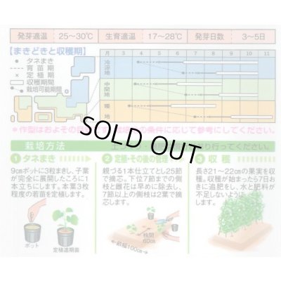 画像2: 送料無料　[キュウリ]　夏ばやし　15粒　タキイ種苗　DF