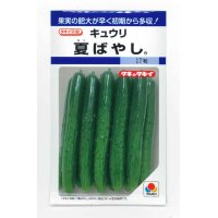 [キュウリ]　夏ばやし　15粒　タキイ種苗　DF　