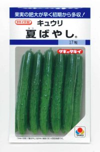 [キュウリ]　夏ばやし　15粒　タキイ種苗　DF　