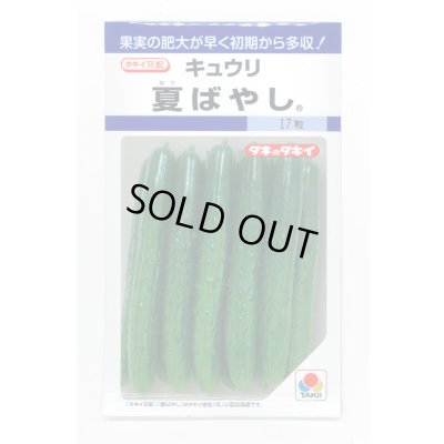 画像1: 送料無料　[キュウリ]　夏ばやし　15粒　タキイ種苗　DF