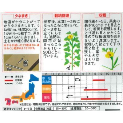 画像4: [オクラ]　ずーっとみどり　約40粒　サカタ交配 実咲