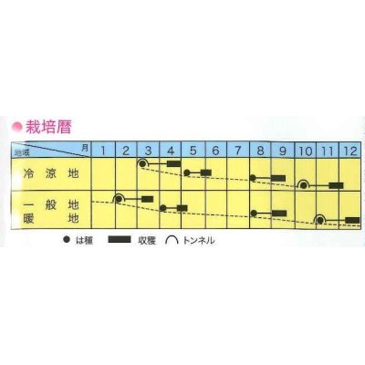 画像2: [葉物]　サラダからし菜　12ｍｌ　トキタ種苗（株）