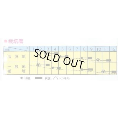 画像2: 送料無料　[葉物]　サラダからし菜　12ml　トキタ種苗(株)