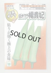 送料無料　[オクラ]　白おくら　楊貴妃　50粒　SANYO植物バイオ研究所