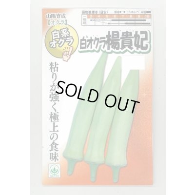 画像1: 送料無料　[オクラ]　白おくら　楊貴妃　50粒　SANYO植物バイオ研究所