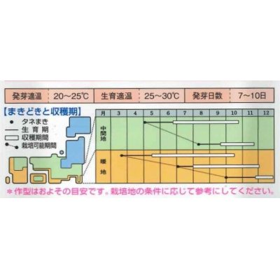 画像2: 中国野菜　エンサイ　1dl（およそ1945粒）タキイ種苗　　