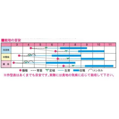 画像2: [キュウリ]　夏のおくりもの　20粒　渡辺交配