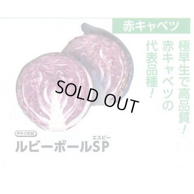画像2: [キャベツ] ルビーボールSP 130粒 タキイ種苗 DF
