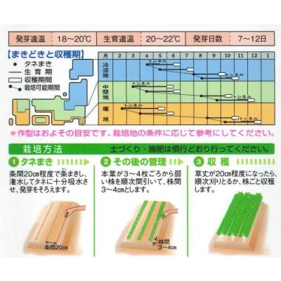 画像3: 送料無料　セルリー　ミニホワイト　1.5ml　タキイ種苗(株)　GF