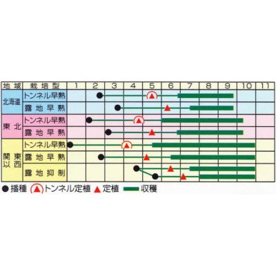 画像3: [なす]　一口小茄子　ちび丸　0.6ml（およそ60粒）　（株）渡辺採種場