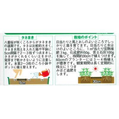 画像2: 花の種　百日草（ジニア）ダリア咲き混合　約40粒　サカタのタネ（株）実咲250