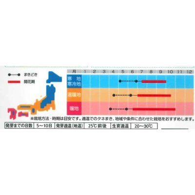 画像3: 花の種　百日草（ジニア）ダリア咲き混合　約40粒　サカタのタネ（株）実咲250