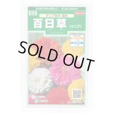 送料無料　花の種　百日草(ジニア)ダリア咲き混合　約40粒　(株)サカタのタネ　実咲250（026282）