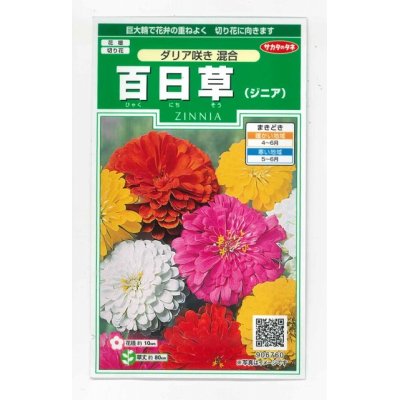 画像1: 花の種　百日草（ジニア）ダリア咲き混合　約40粒　サカタのタネ（株）実咲250