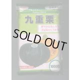 送料無料　[かぼちゃ]　九重栗　1000粒　カネコ交配