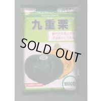 送料無料　[かぼちゃ]　九重栗　1000粒　カネコ交配