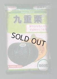送料無料　[かぼちゃ]　九重栗　1000粒　カネコ交配