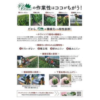 画像7: [ほうれんそう]　ドンキー　種子サイズ：M　3万粒　（株）サカタのタネ