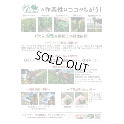 画像7: 送料無料　[ほうれんそう]　ドンキー　100ml　(約4000粒)　(株)サカタのタネ　実咲PRO