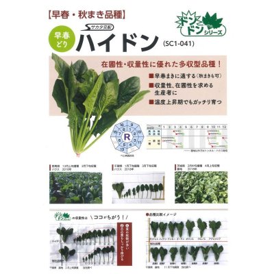画像5: [ほうれんそう] ハイドン 種子サイズ：M 3万粒 （株）サカタのタネ