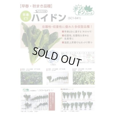 画像5: [ほうれんそう]　ハイドン　種子サイズ：M　3万粒　（株）サカタのタネ