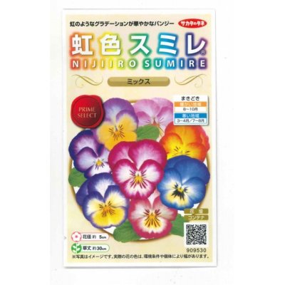画像1: 花の種　パンジー　虹色スミレ　ミックス　約35粒 　サカタのタネ（株）実咲500