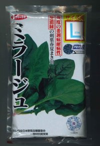 [ほうれんそう]　ミラージュ Lサイズ　2万粒　サカタ交配