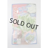 送料無料　[カリフラワー]　ゆきのこ65　40粒　ナント種苗(株)