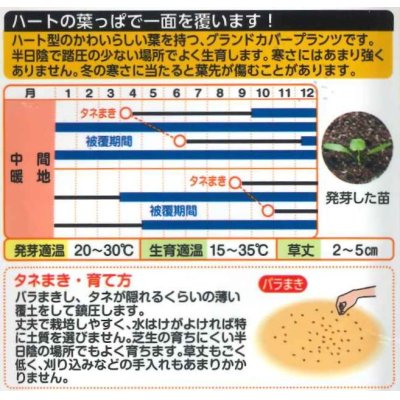 画像2: [景観形成作物]　グランドカバー　ダイカンドラ（コート）20ｍｌ　タキイ種苗