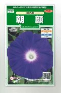 送料無料　花の種　朝顔　暁の海　約10粒　(株)サカタのタネ　実咲250（026194）