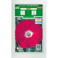 花の種　朝顔　 暁の紅  約10粒　サカタのタネ（株）実咲250