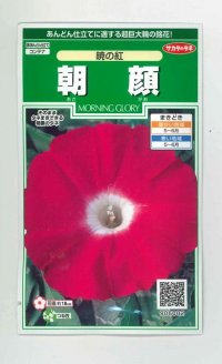 花の種　朝顔　 暁の紅  約10粒　サカタのタネ（株）実咲250