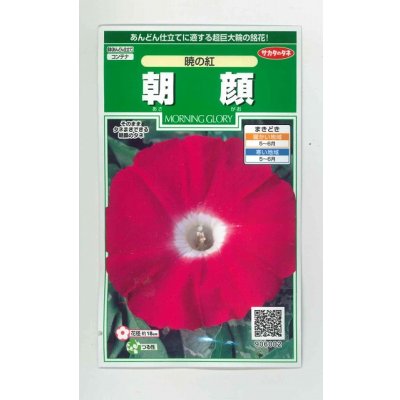 画像1: 花の種　朝顔　 暁の紅  約10粒　サカタのタネ（株）実咲250