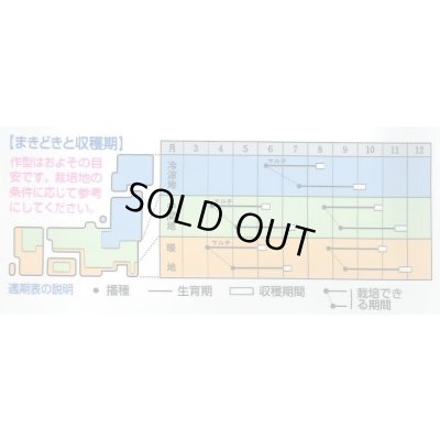 画像5: 大根　夏あおい　ペレット種子5000粒　タキイ種苗(株)