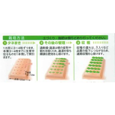画像3: 送料無料　[かぶ]　なつばな　2.7ml　タキイ種苗(株)　RF