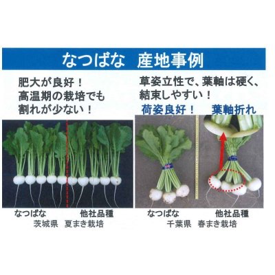 画像4: [かぶ]　なつばな　2.7ml　タキイ種苗（株）　RF　