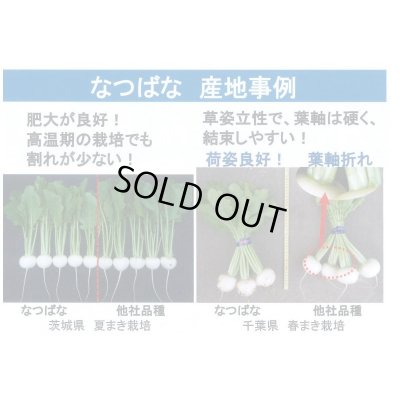 画像4: 送料無料　[かぶ]　なつばな　2.7ml　タキイ種苗(株)　RF