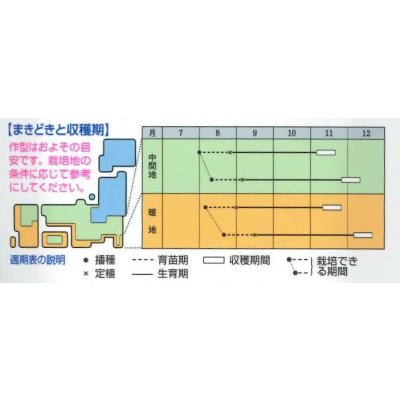 画像2: 送料無料　[キャベツ]　星岬SP　2000粒　貴種(コートしてません)　タキイ種苗(株)