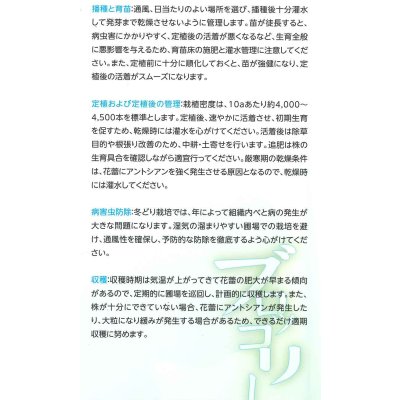 画像5: 送料無料 [ブロッコリー] レイトドーム ペレット5000粒 (株)サカタのタネ