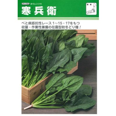 画像2: [ほうれんそう]　寒兵衛　3万粒(種子サイズ：M)　タキイ種苗(株)