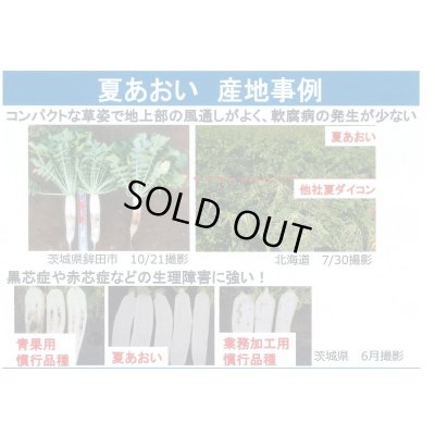 画像4: 大根　夏あおい　ペレット種子5000粒　タキイ種苗(株)