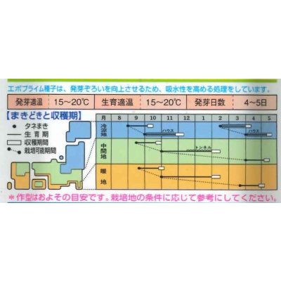 画像4: [ほうれんそう]　徳兵衛　3万粒（種子サイズ：M）　 タキイ種苗（株） 　