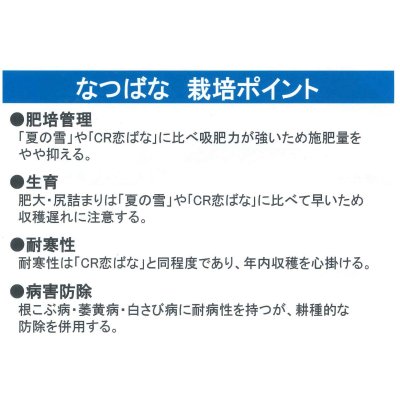 画像5: [かぶ]　なつばな　2.7ml　タキイ種苗（株）　RF　